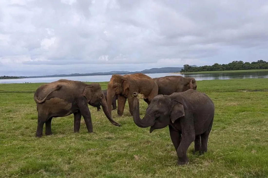 Elephant herds at Minneriya National Park