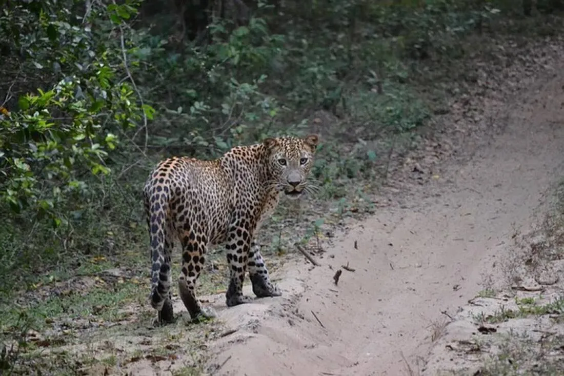 A leopard in Sri Lanka