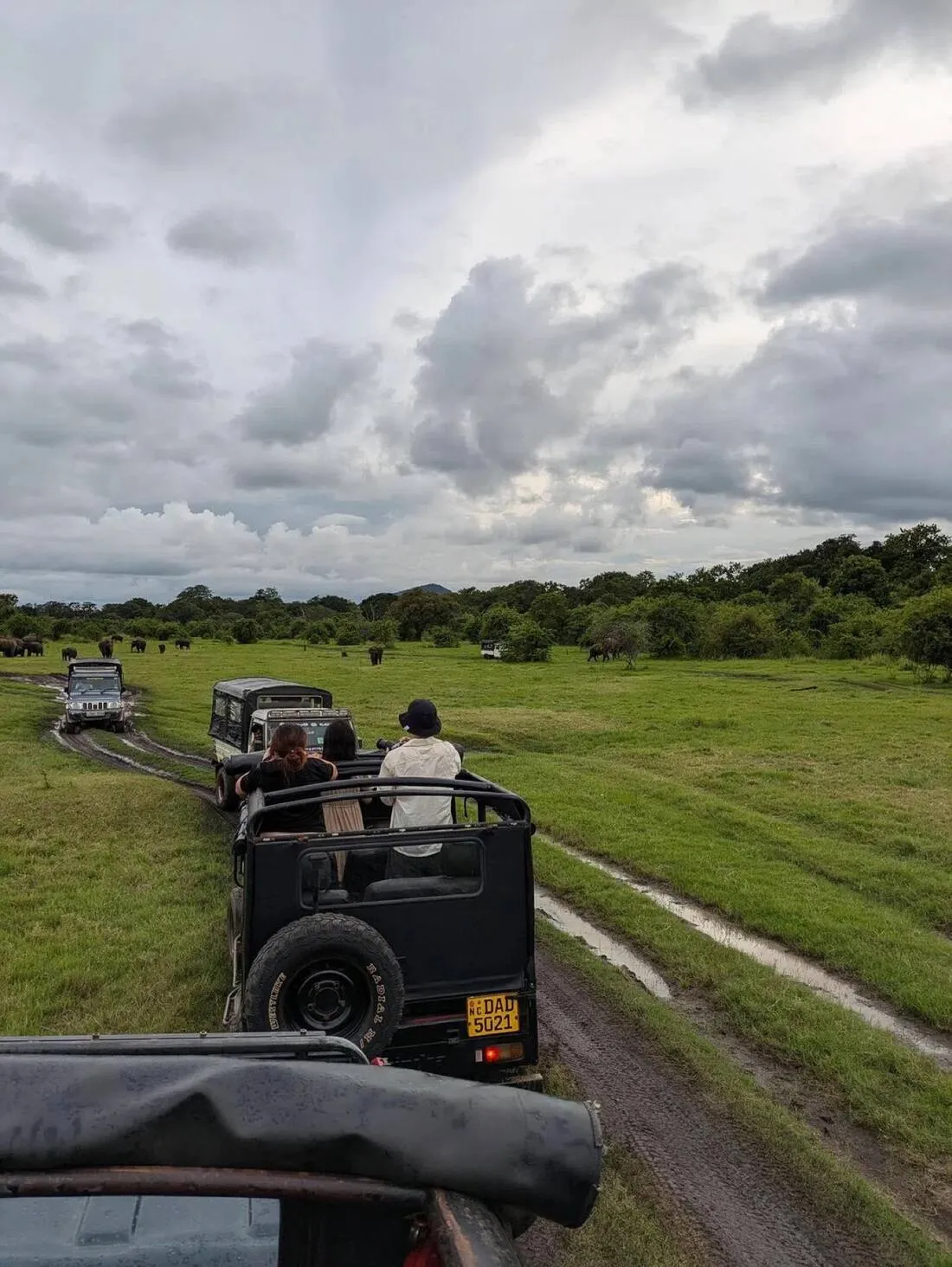 Safari vehicles in a national park